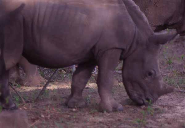 Photo of baby rhino, Victoria Falls National Park