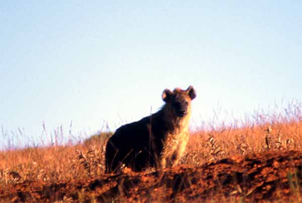 Photo of hyena, Nyika National Park