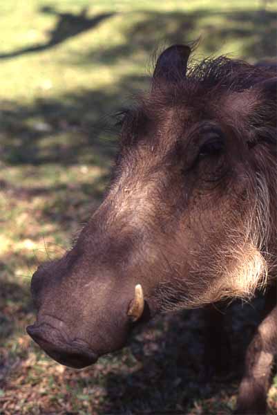 Photo of warthog, Victoria Falls