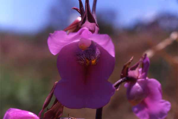 Photo of orchid at Nyika