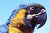  blue and yellow macaw photo