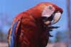 scarlet macaw photo