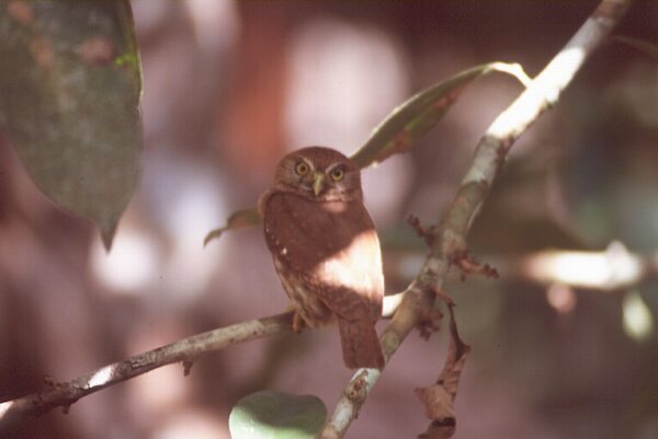 pygmy owl photo