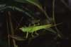 female katydid photo