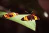 longwing butterflies photo