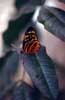 long wing butterfly photo
