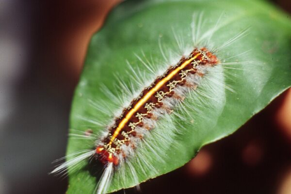 hairy caterpillar photo