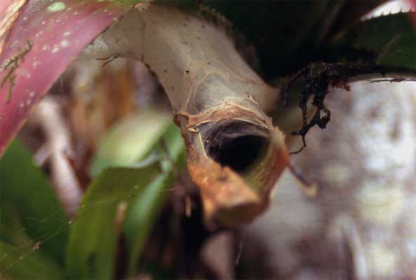 tarantula nest photo