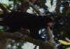 saddleback tamarin photo