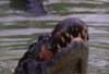 black caiman jaws photo