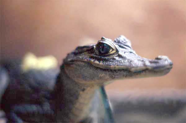 spectacled caiman pictures