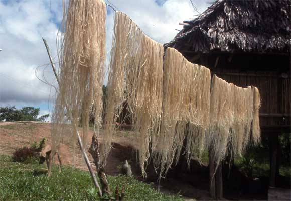 palm fiber photo