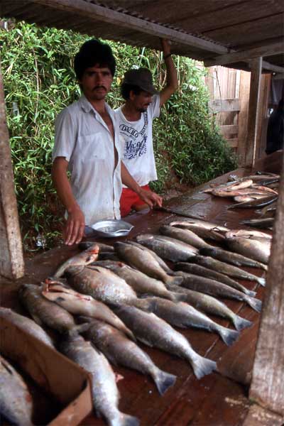 fish sellers photo