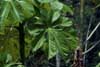 cercropia leaf photo