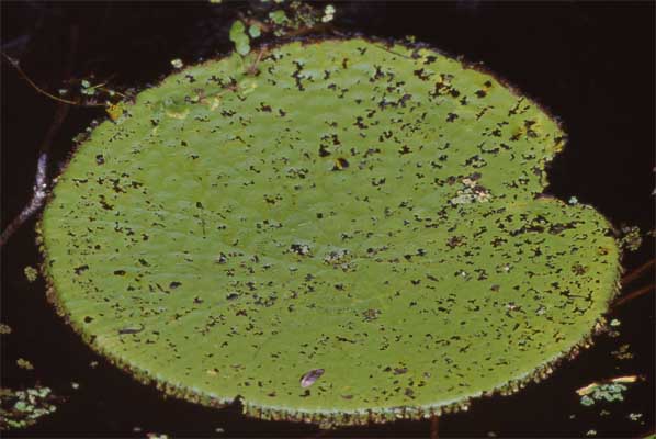 giant water lily pad photo