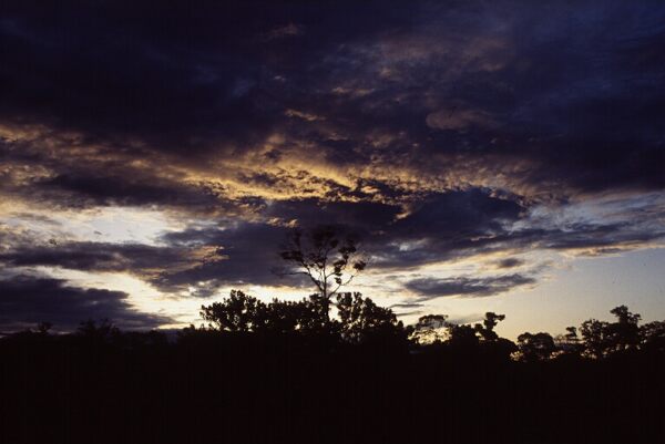 tree silhouette sunset photo
