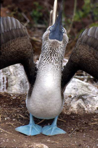 Photo of blue-footed booby skypointing