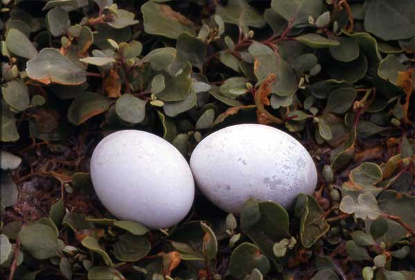 Photo of blue-footed booby eggs