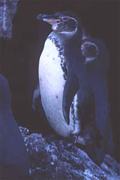 Photo of penguin resting on rock