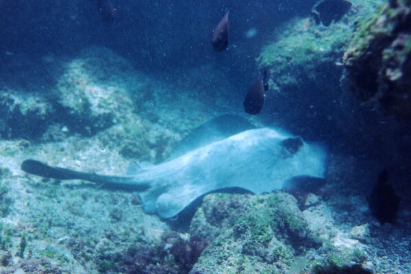 Photo of sting ray underwater